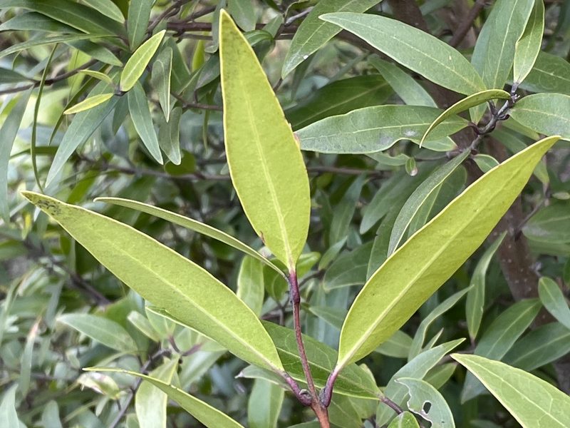 Notelaea ligustrina, photographed by Jesse de Vries