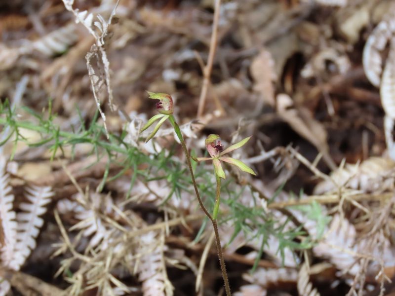 Caladenia atradenia, photographed by rempson