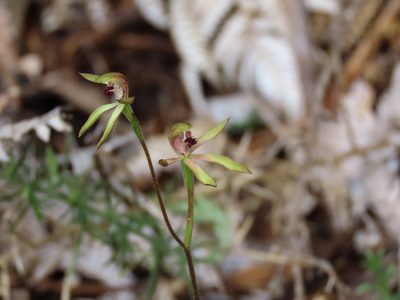 Caladenia atradenia, photographed by rempson