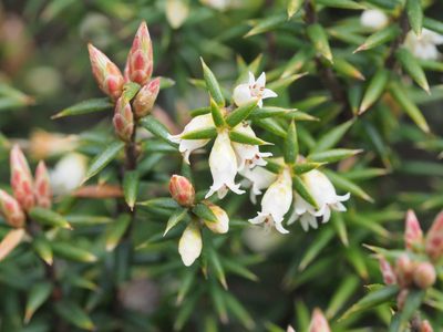 Leptecophylla parvifolia, photographed by Jesse de Vries