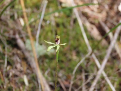 Caladenia atradenia, photographed by rempson