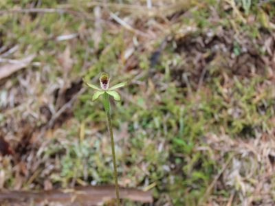Caladenia atradenia, photographed by rempson