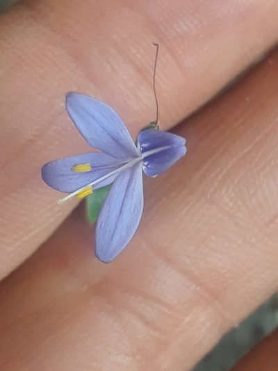 Carlowrightia hapalocarpa, photographed by Alejandro Gómez Maya