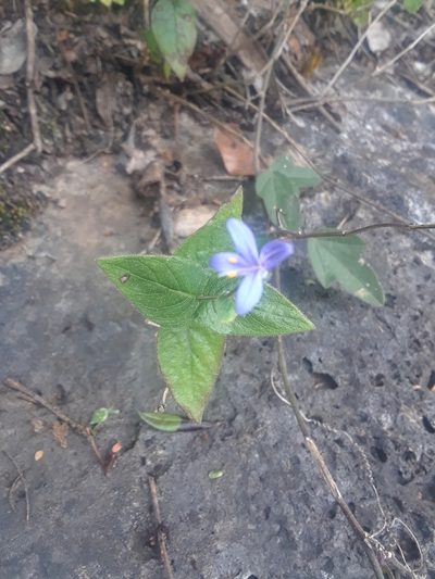 Carlowrightia hapalocarpa, photographed by Alejandro Gómez Maya