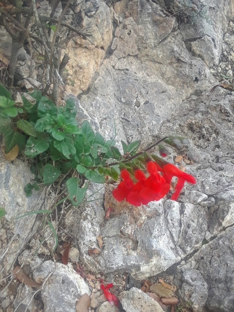 Salvia blepharophylla, photographed by Alejandro Gómez Maya