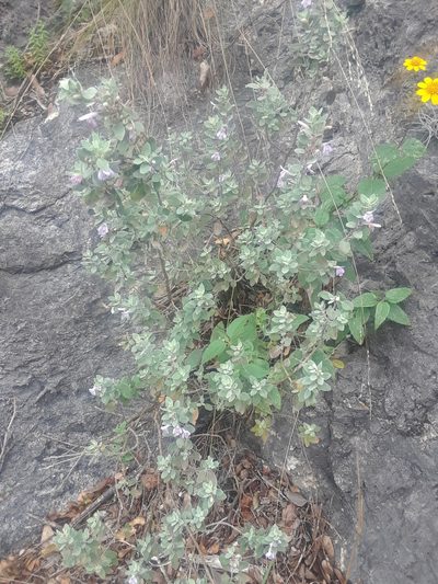 Poliomintha marifolia, photographed by Alejandro Gómez Maya