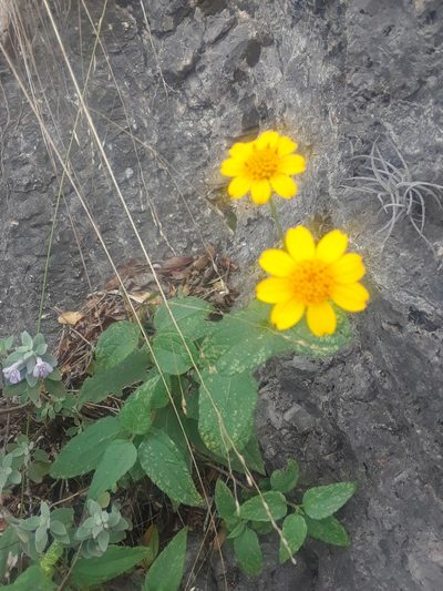 Heliopsis annua, photographed by Alejandro Gómez Maya