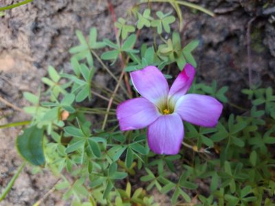 Oxalis heterophylla, photographed by Seth Musker