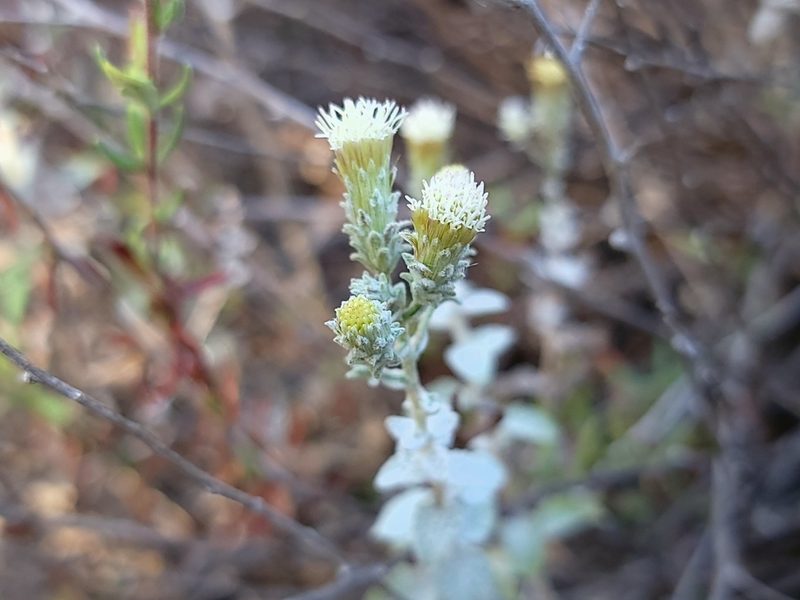 Brickellia nevinii, photographed by Daniel S.