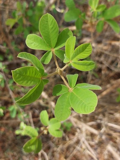 Vitex pooara, photographed by Manuel R Popp