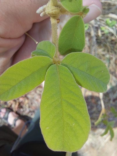 Vitex pooara, photographed by Manuel R Popp
