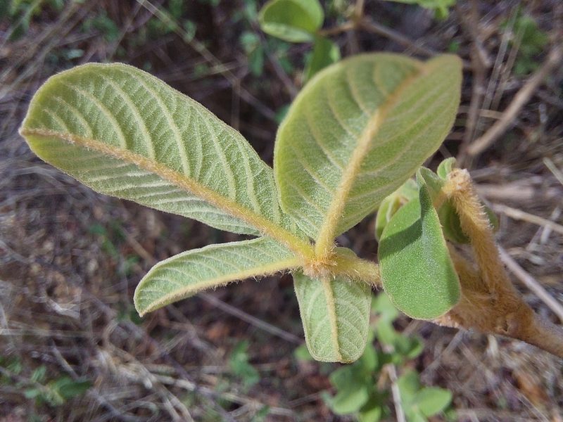 Vitex pooara, photographed by Manuel R Popp