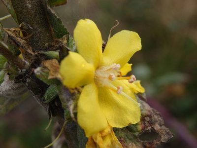 Verbascum simplex, photographed by Carminda Santos