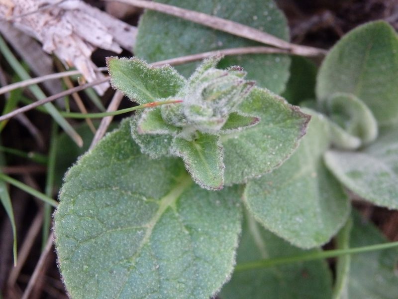 Verbascum simplex, photographed by Carminda Santos