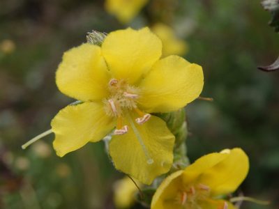 Verbascum simplex, photographed by Carminda Santos