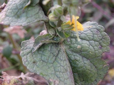 Verbascum simplex, photographed by Carminda Santos
