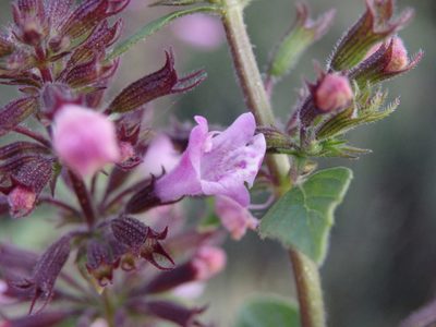 Clinopodium nepeta, photographed by Carminda Santos