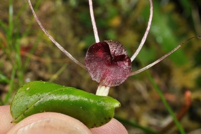 Corybas iridescens, photographed by Pieter Pelser