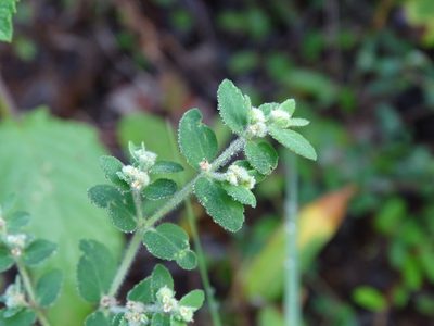 Euphorbia cozumelensis, photographed by Alexis López Hernández