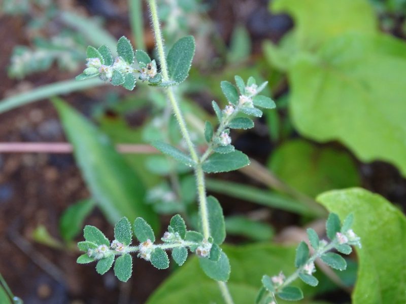 Euphorbia cozumelensis, photographed by Alexis López Hernández