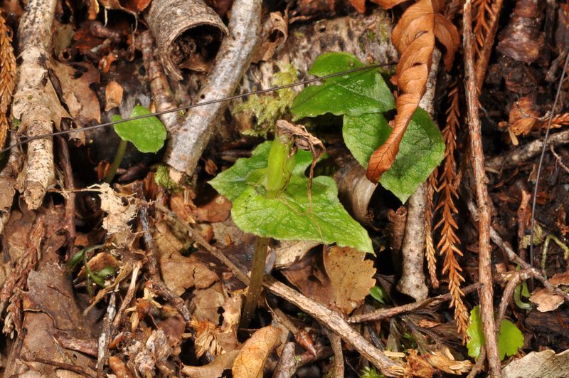 Corybas acuminatus, photographed by Pieter Pelser
