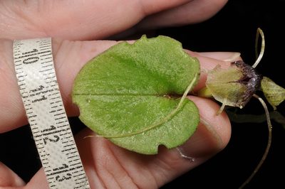 Corybas rivularis, photographed by Pieter Pelser