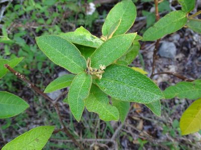 Croton peraeruginosus, photographed by Alexis López Hernández