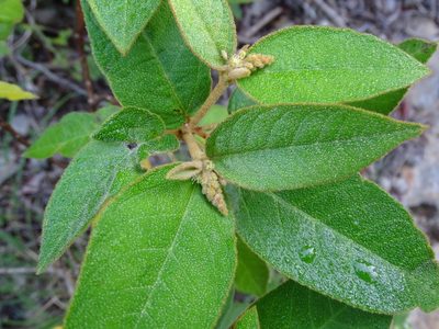 Croton peraeruginosus, photographed by Alexis López Hernández