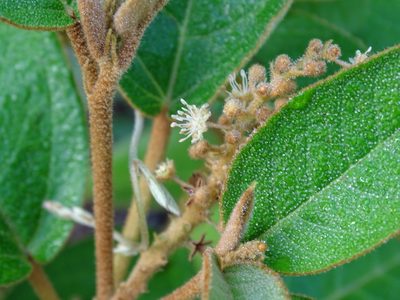 Croton peraeruginosus, photographed by Alexis López Hernández