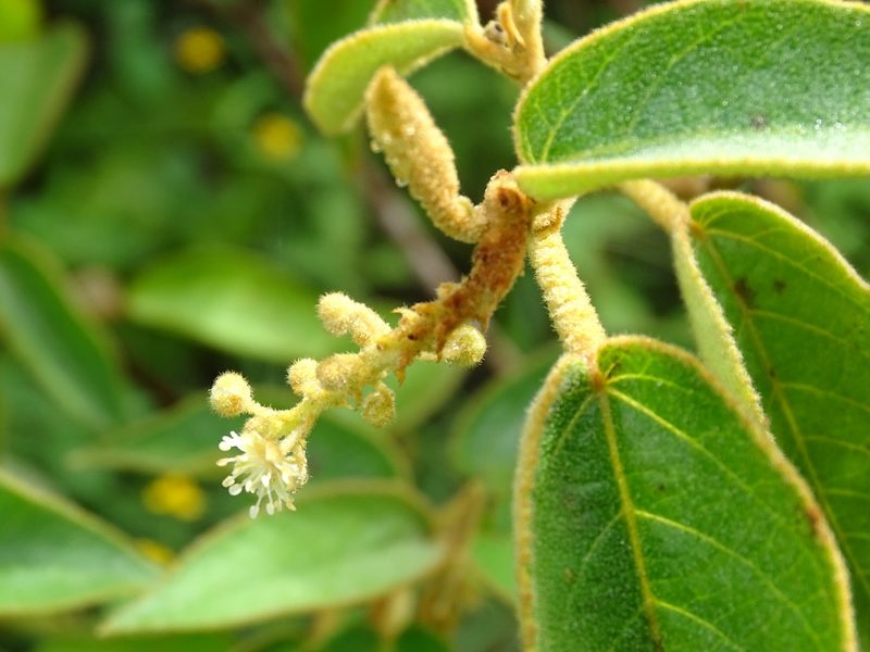 Croton peraeruginosus, photographed by Alexis López Hernández