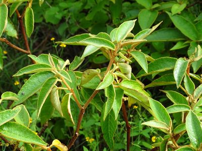 Croton peraeruginosus, photographed by Alexis López Hernández