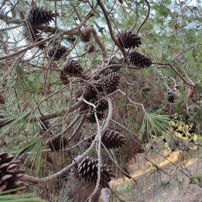 Pinus halepensis, photographed by Quentin Groom