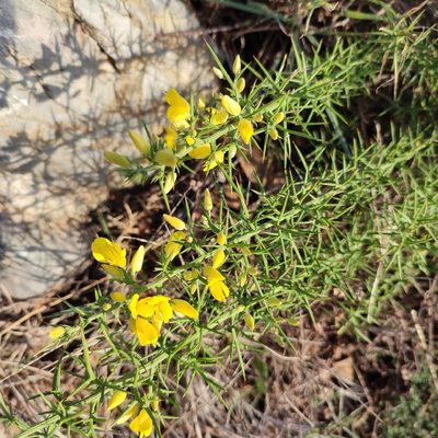 Ulex parviflorus, photographed by Quentin Groom