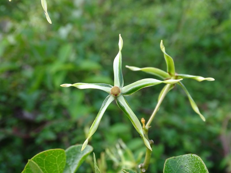 Gonolobus cteniophorus, photographed by Alexis López Hernández
