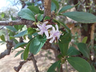Ehretia rigida, photographed by Manuel R Popp