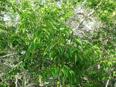 Cameraria latifolia, photographed by Alexis López Hernández