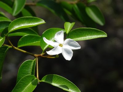 Cameraria latifolia, photographed by Alexis López Hernández