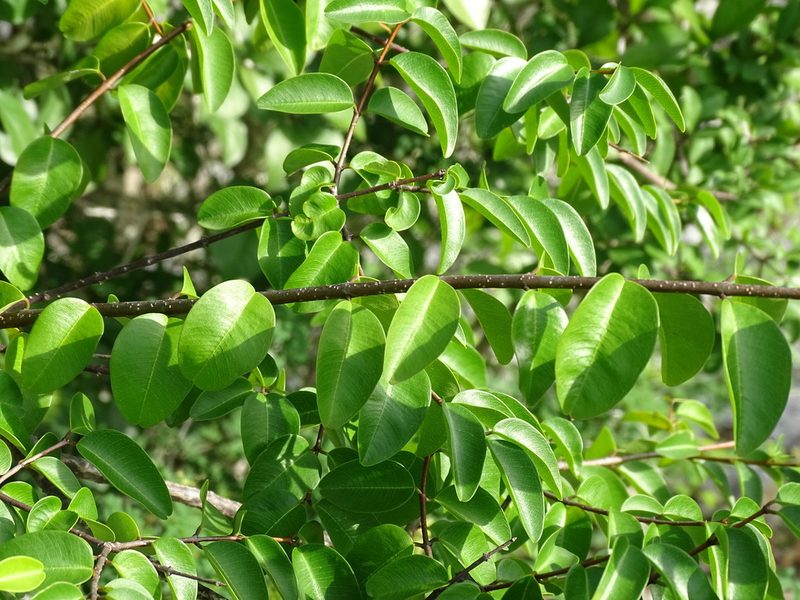 Cameraria latifolia, photographed by Alexis López Hernández
