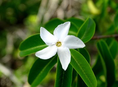 Cameraria latifolia, photographed by Alexis López Hernández