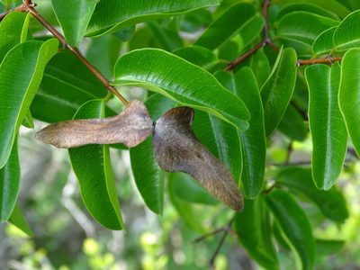 Cameraria latifolia, photographed by Alexis López Hernández