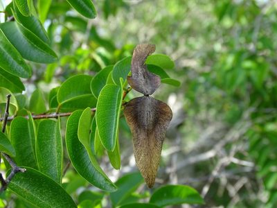 Cameraria latifolia, photographed by Alexis López Hernández