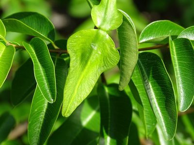 Cameraria latifolia, photographed by Alexis López Hernández
