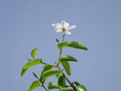 Cameraria latifolia, photographed by Alexis López Hernández
