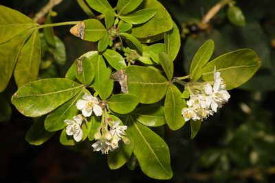 Choisya ternata, photographed by Stephen James McWilliam