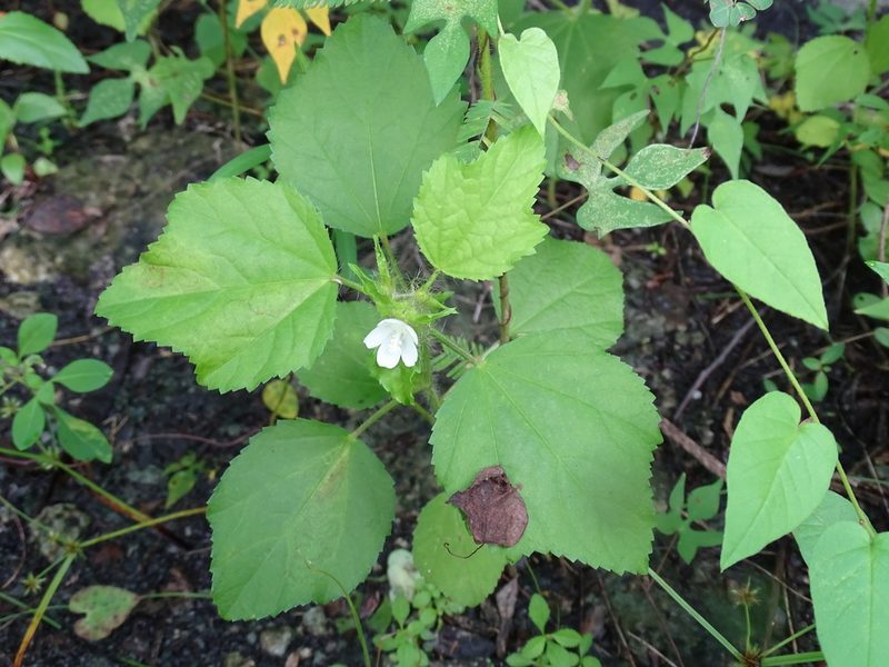 Malachra fasciata, photographed by Alexis López Hernández