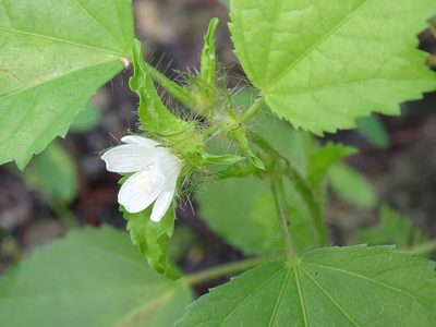 Malachra fasciata, photographed by Alexis López Hernández