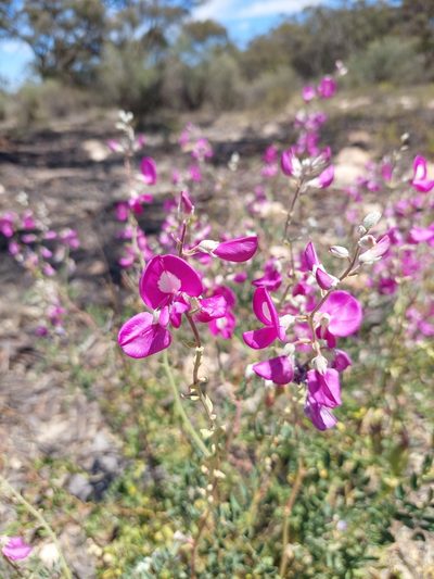 Swainsona greyana, photographed by Nina Kerr