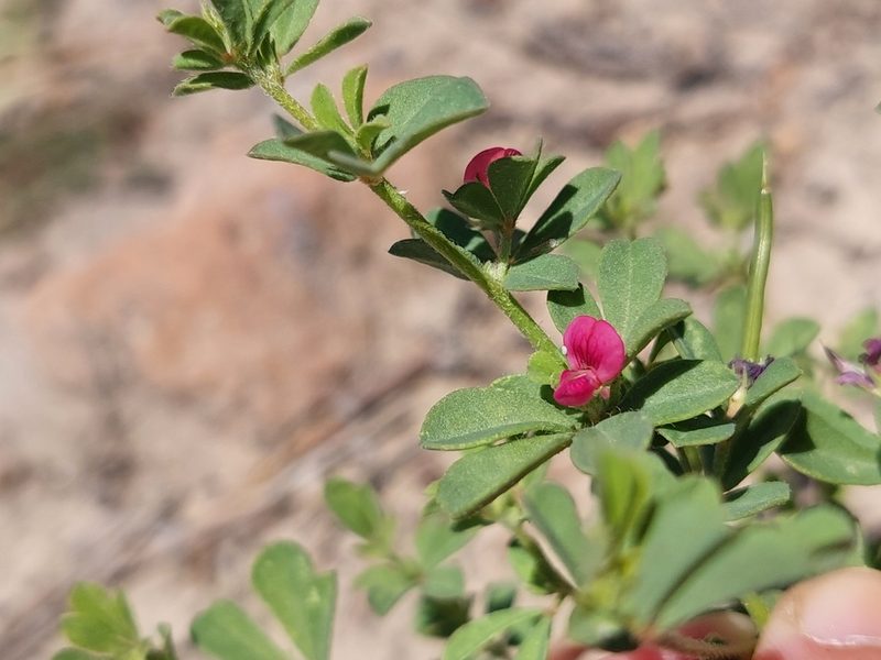 Lotus cruentus, photographed by Nina Kerr