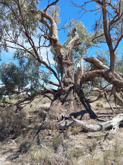 Eucalyptus bicolor, photographed by Nina Kerr