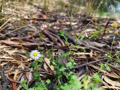 Calotis cuneifolia, photographed by Nina Kerr